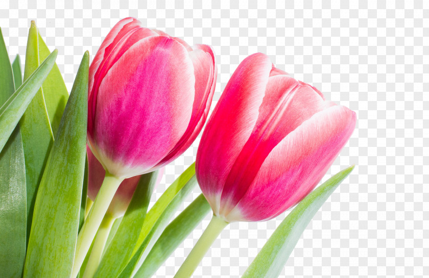 Red Tulips Flower Tulip Stock.xchng Spring PNG