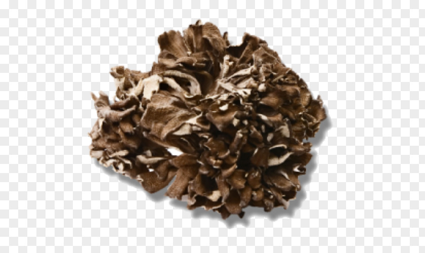 Tea Hen-of-the-wood Herbal Mushroom Upton Imports PNG