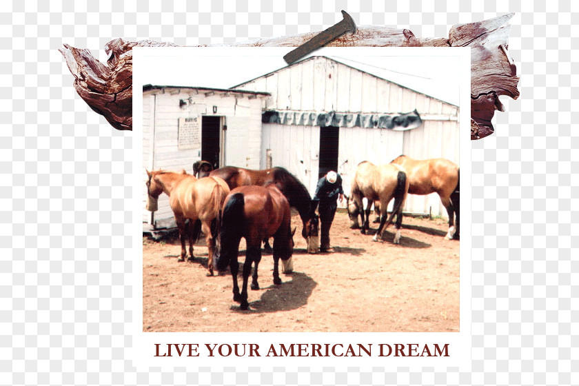 American Dream White River Ranch Themar Cattle South Thuringia Riesling Grüner Veltliner PNG