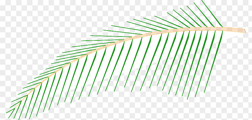Coconut Leave Palm Trees Clip Art Drawing PNG