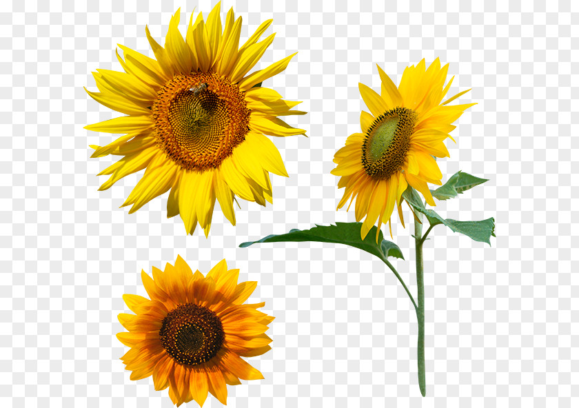 Common Sunflower Megabyte Clip Art PNG