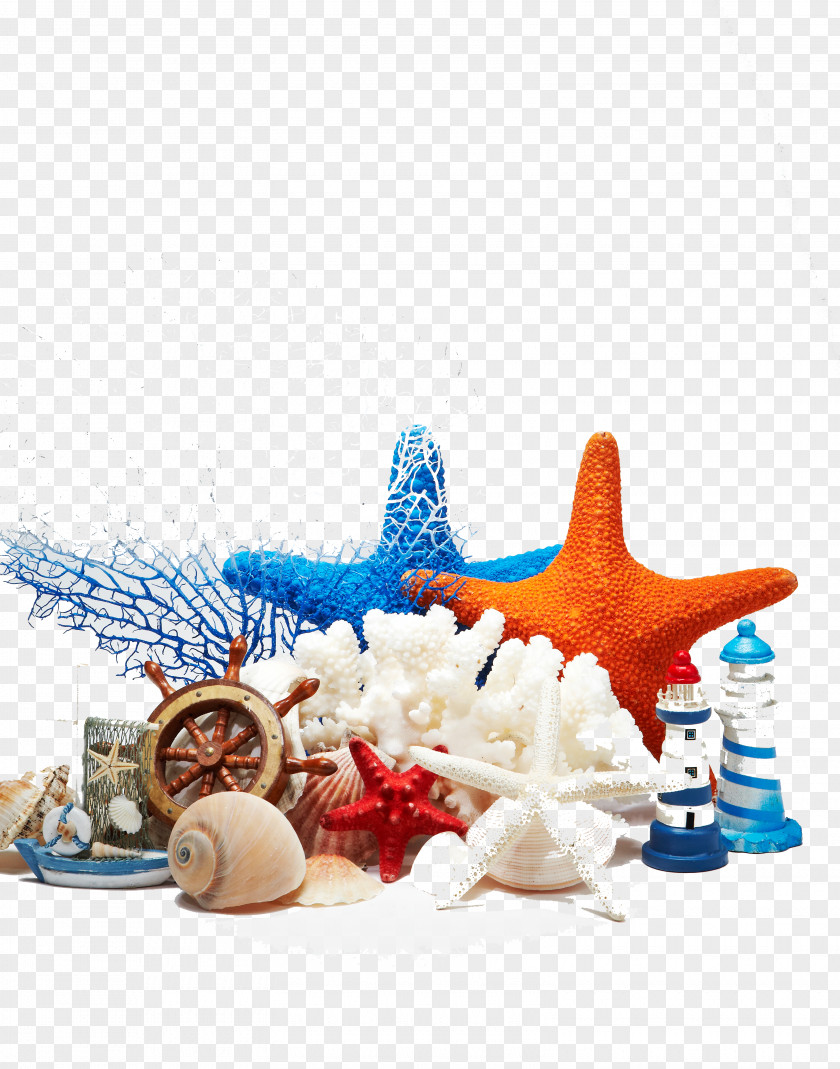 Conch Beach Sea PNG