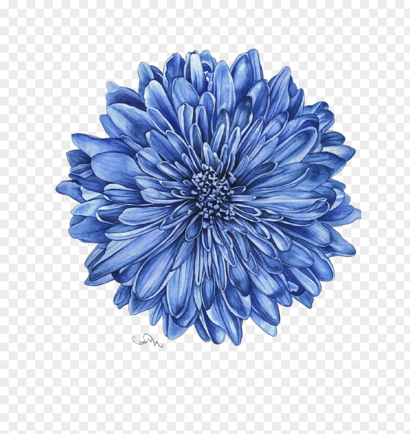 Daisy Family Aster Blue Flower Petal Plant Dahlia PNG