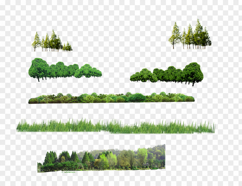 Forest Tree Computer File PNG