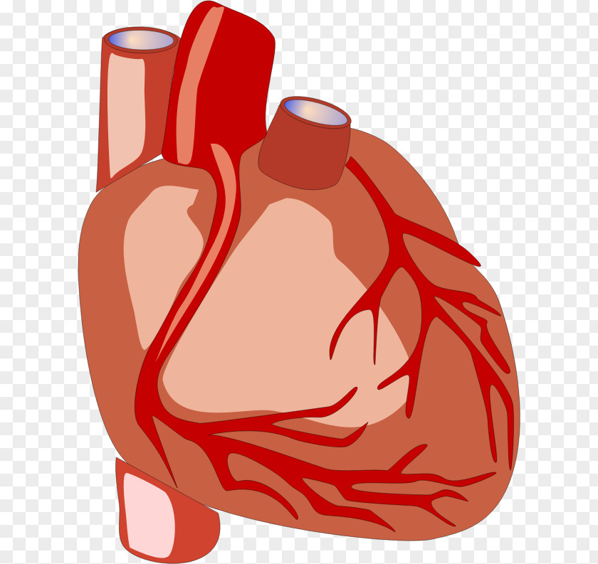 Heart Anatomy Human Body Organ PNG body , Biology Book s clipart PNG