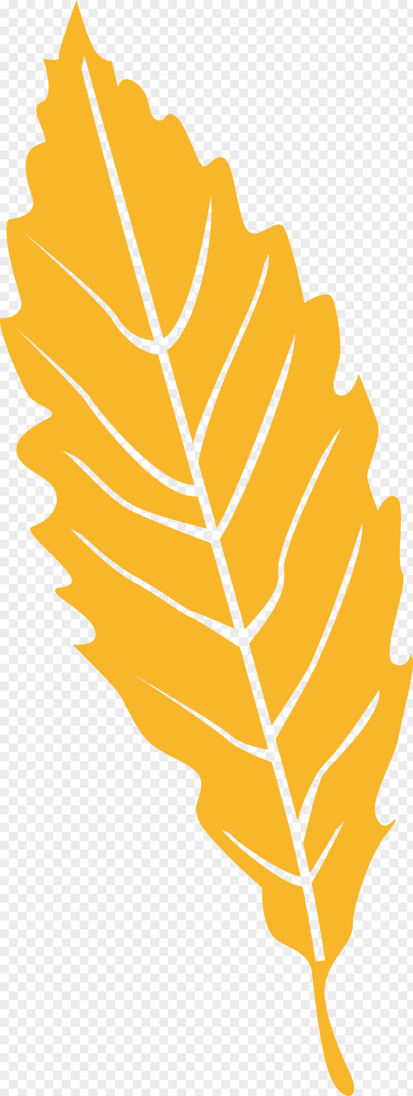 Leaf PNG