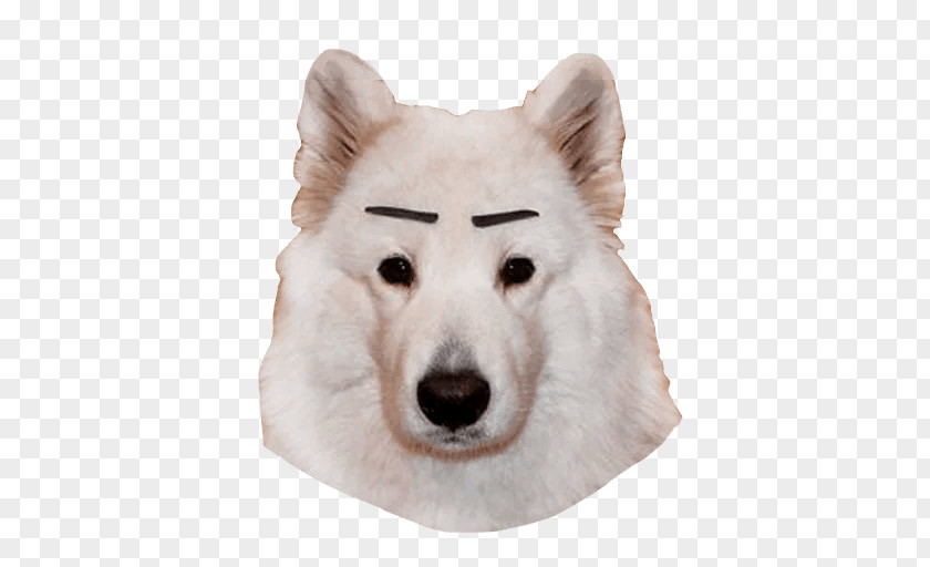 Siberian Husky Hokkaido Korean Cartoon PNG