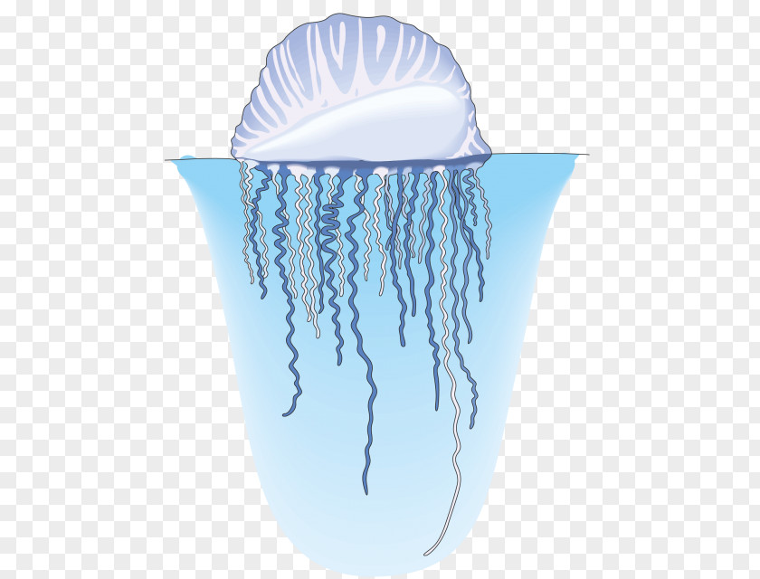 Water Jellyfish Nekton Aquatic Animal Organism PNG