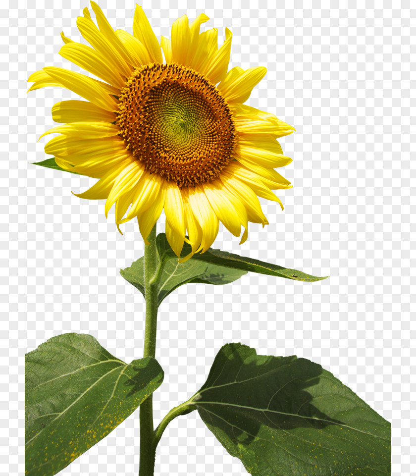 Caller ID Common Sunflower Seed Annual Plant Select Price PNG