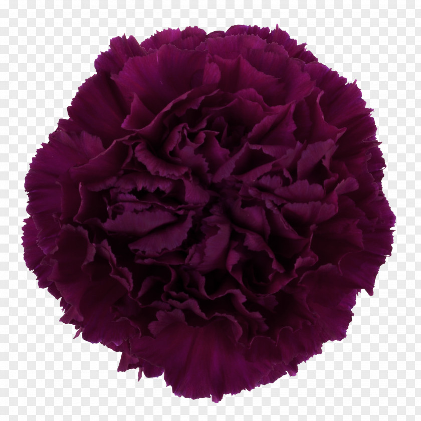 Carnation Rose Cut Flowers Flower Bouquet PNG