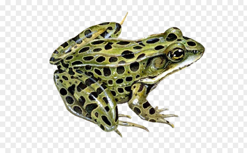 Crayfish Clipart Northern Leopard Frog Southern Pickerel PNG