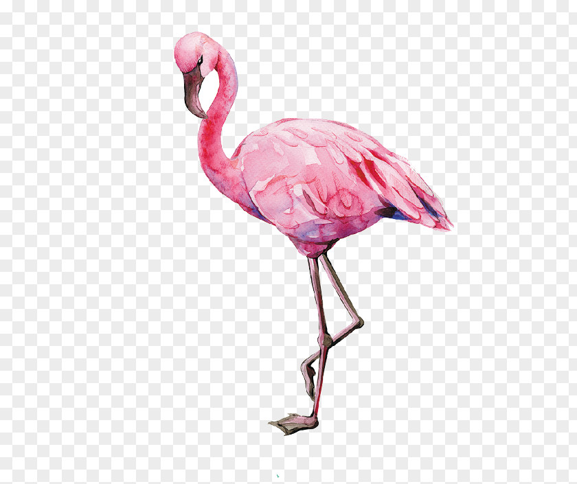 Flamingo Bird Watercolor Painting Illustration Image PNG