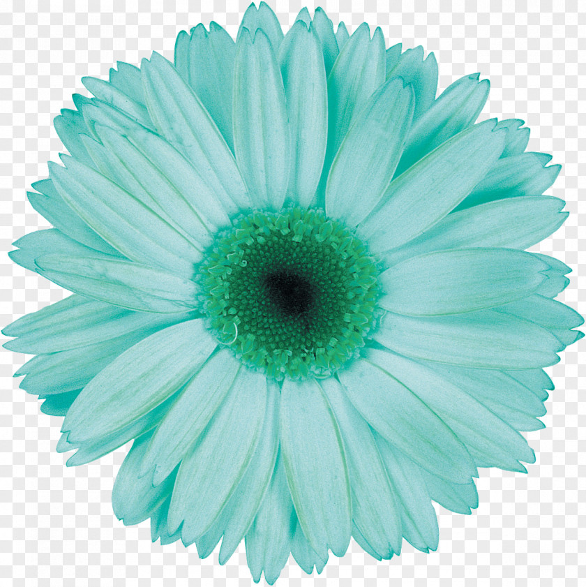 Gerbera Cut Flowers Transvaal Daisy PNG