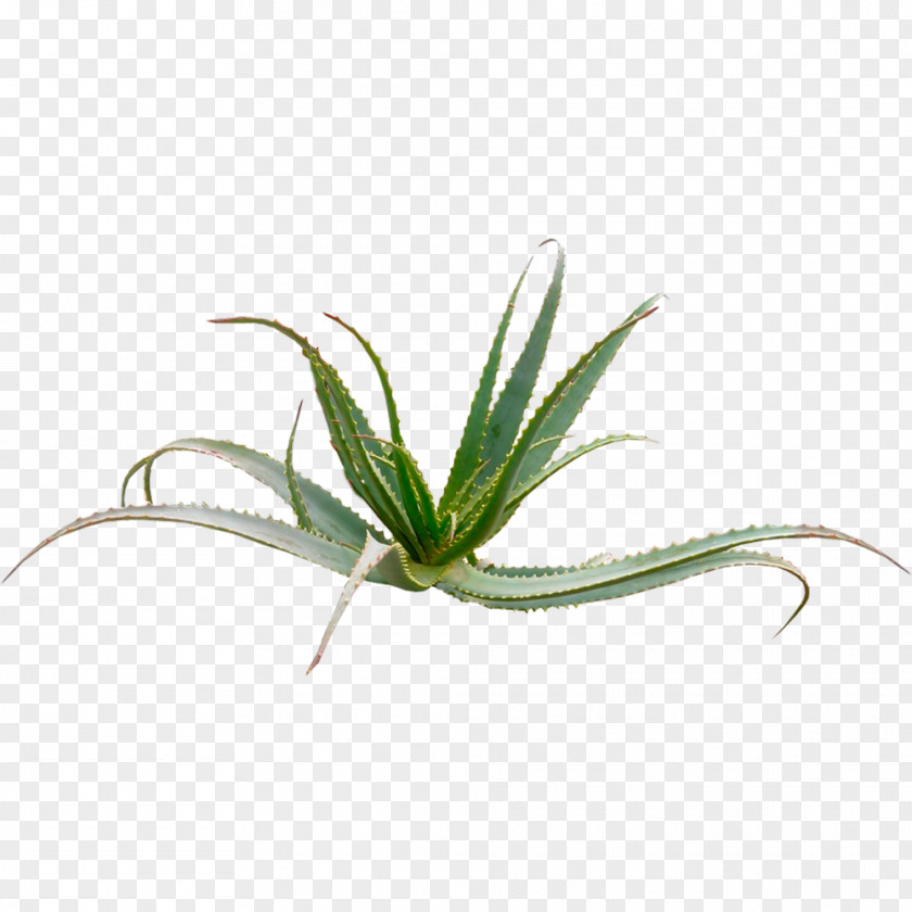 Plant Aloe Vera Arborescens Aloin Arborescence PNG