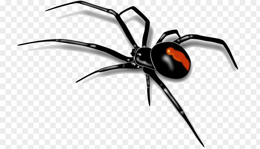 Spider Southern Black Widow Clip Art PNG
