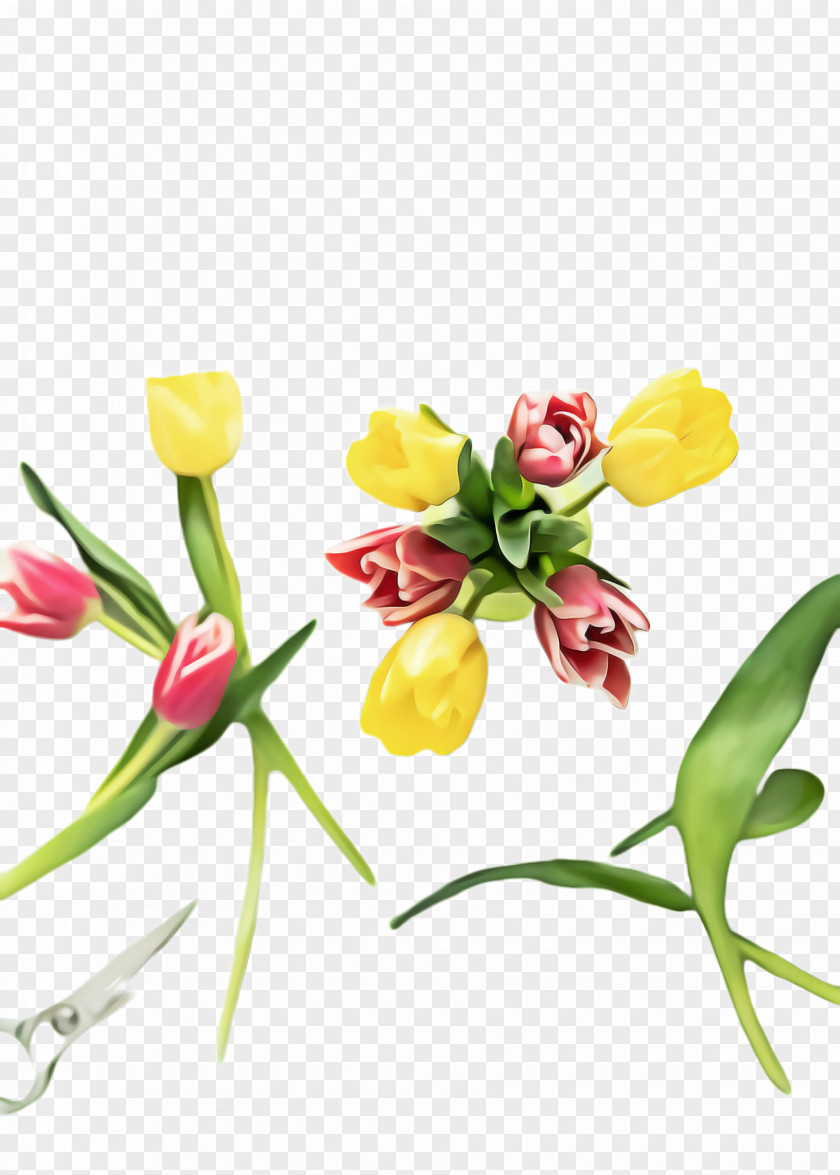 Bud Pedicel Flowers Background PNG
