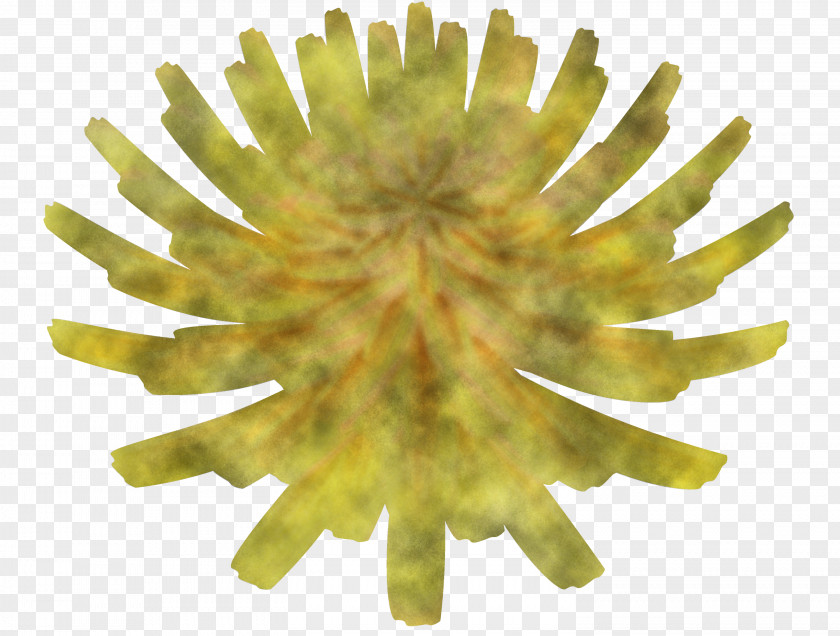 Dandelion Flower PNG