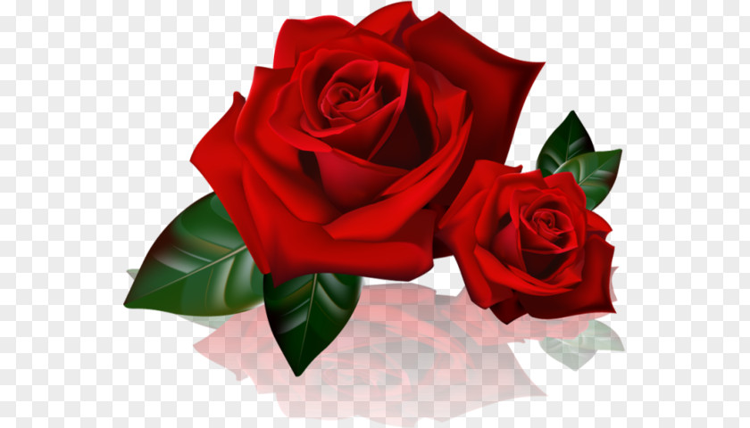 Rose Desktop Wallpaper Clip Art PNG