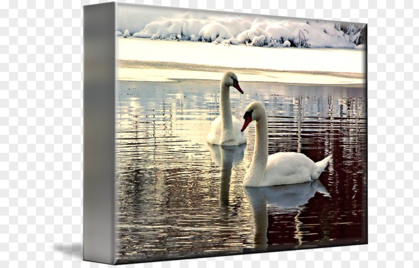 Watercolor Swan Cygnini Picture Frames Gallery Wrap Canvas Art PNG