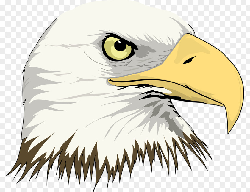 Eagle Head Bald Drawing Clip Art PNG