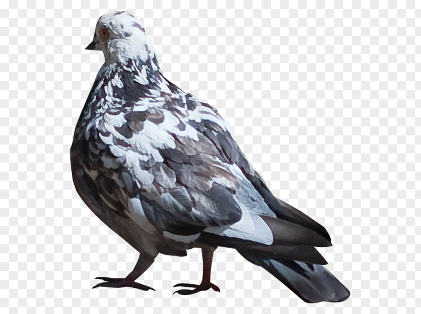 Féte Columbidae Domestic Pigeon Bird Animal Clip Art PNG