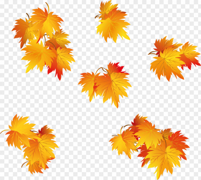 Leaf Maple Tree Image PNG