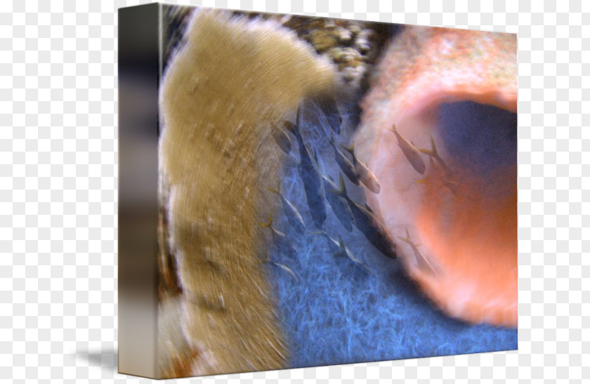 Movement In Art Snout Fur Whiskers Close-up PNG
