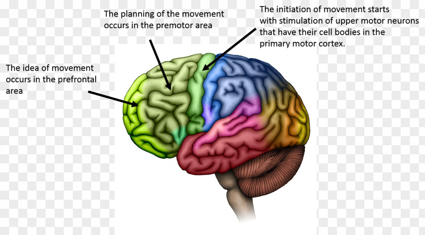 Primary Motor Cortex Lobes Of The Brain Cerebral Cerebrum PNG