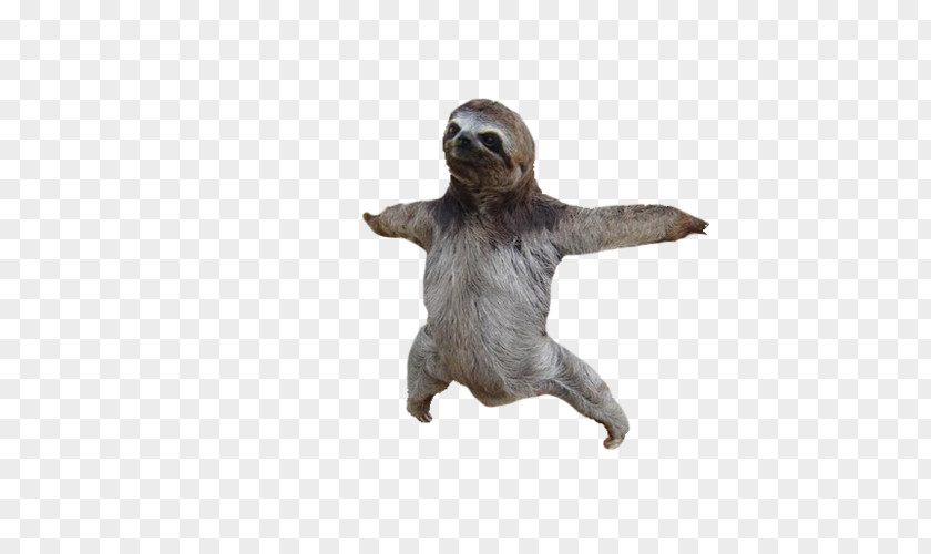 Sloth Adopt A Baby Sloths Clip Art PNG