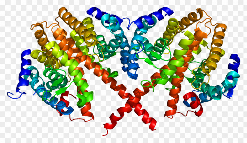 Transcription Factor Hepatocyte Nuclear 4 Alpha Protein Gene PNG