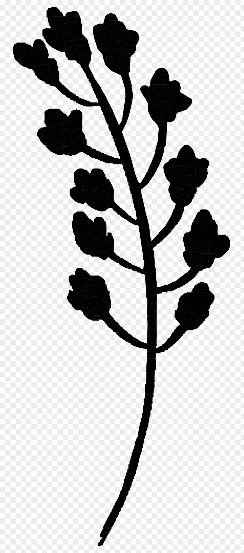 Twig Plant Stem Flower Leaf Line PNG