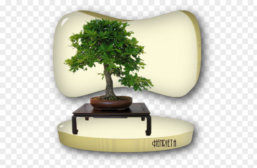 Design Bonsai Tree PNG