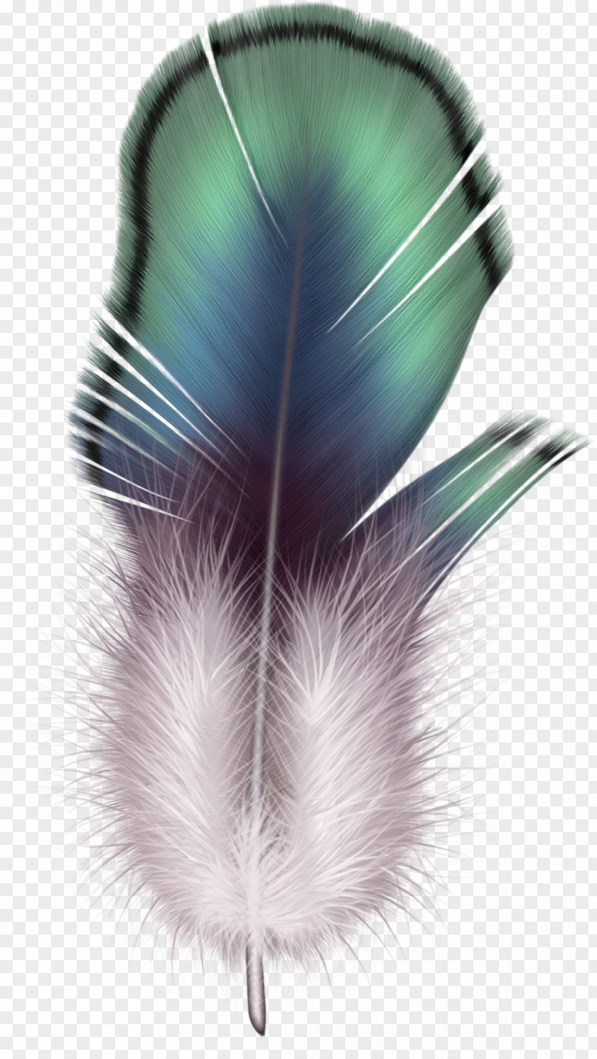 Feather Icon Bird PNG