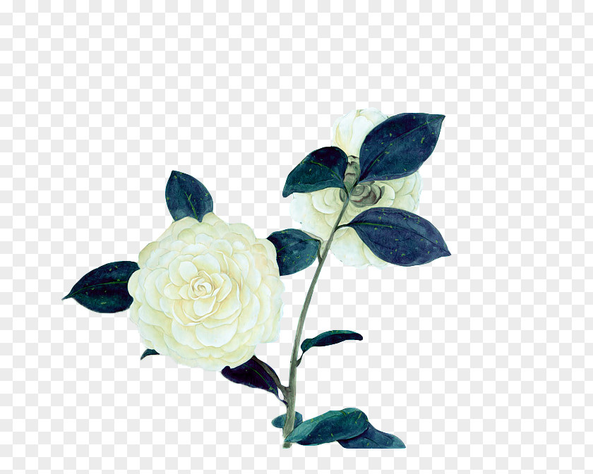 Flower White PNG