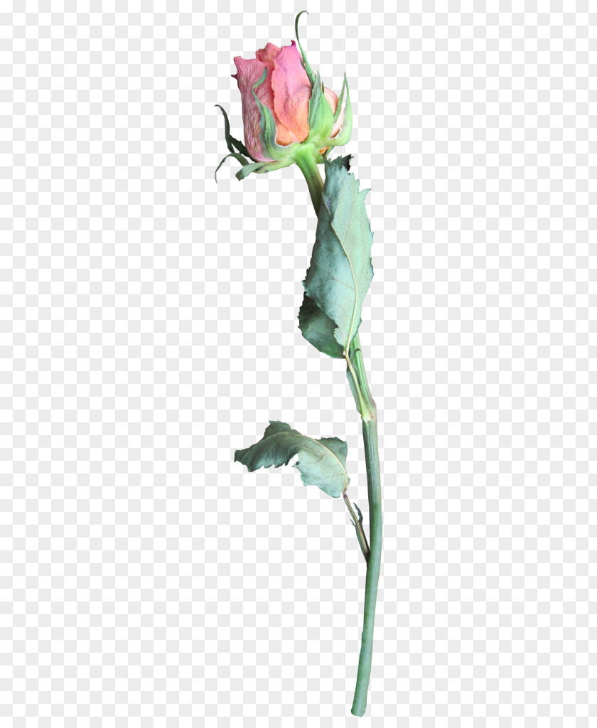 Flower PNG