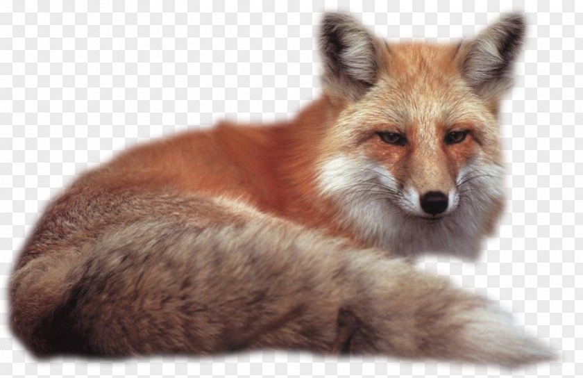 Fox Desktop Wallpaper PNG