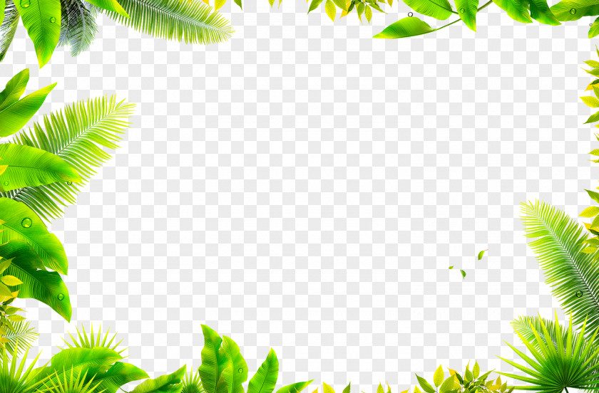Grass, Green, Leaves Download Leaf Computer File PNG
