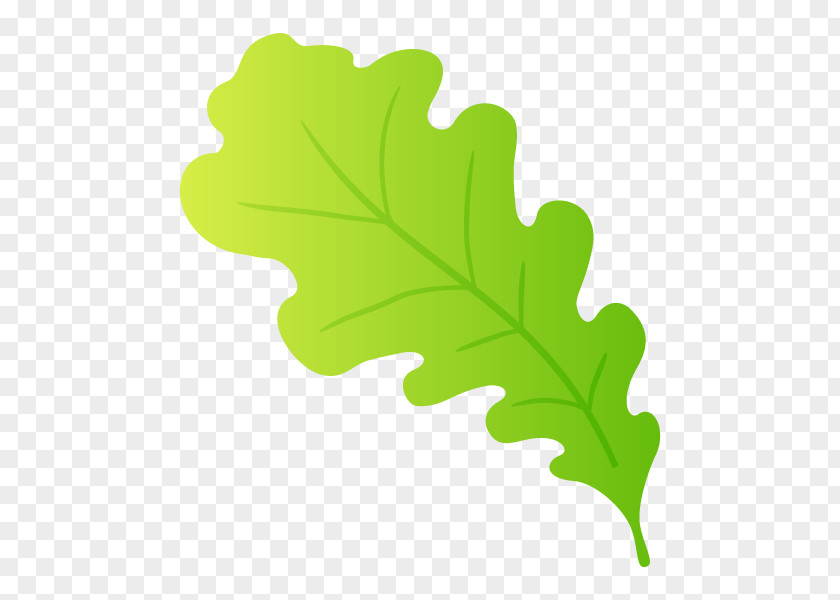 Leaf Plant Stem Tree PNG