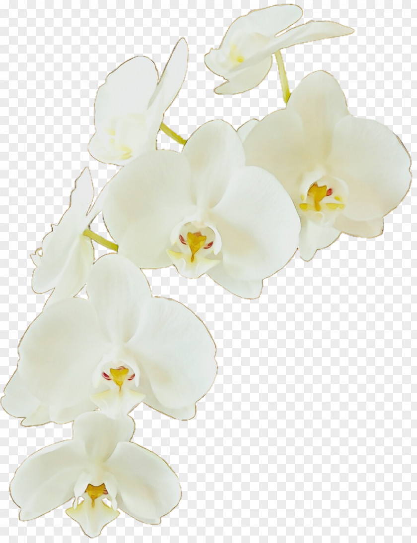 Phalaenopsis Sanderiana Cut Flowers Flowering Plant Moth Orchid White Flower Petal PNG