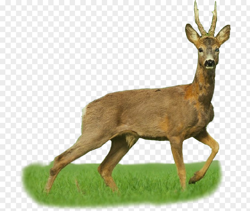 Deer White-tailed Elk Dangate Hunting PNG