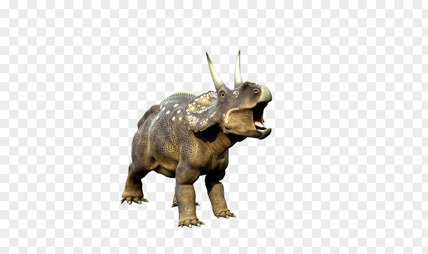 Dinosaur Triceratops Tyrannosaurus Wallpaper PNG