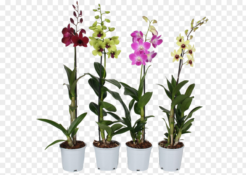 Flower Dendrobium Nobile Orchids Cooktown Orchid PNG