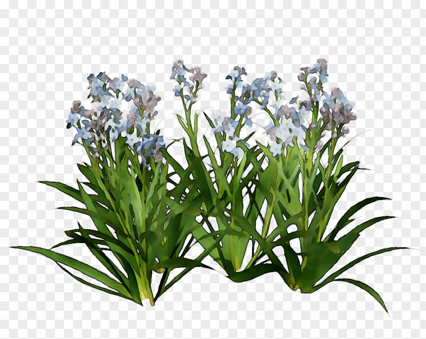 Hyacinth Download Shrub Design PNG