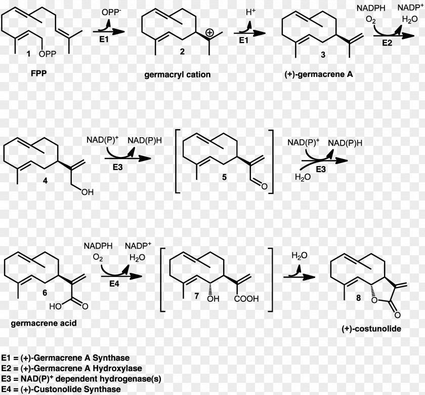 Synthesis Costunolide Germacrene Sesquiterpene Lactone Synthase PNG