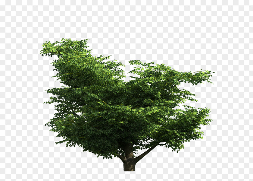 Tree Branch Digital Image PNG