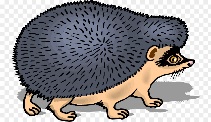 Domesticated Hedgehog Porcupine European Drawing Clip Art PNG