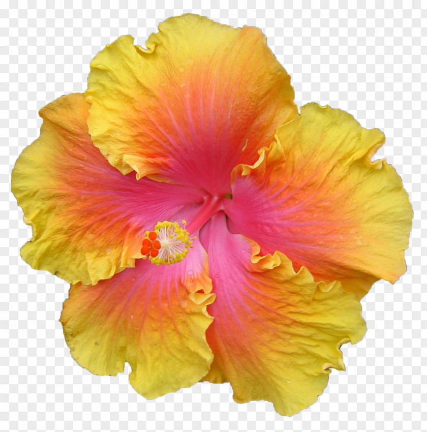 Hibiscus Shoeblackplant Yellow Mallows Shrub PNG