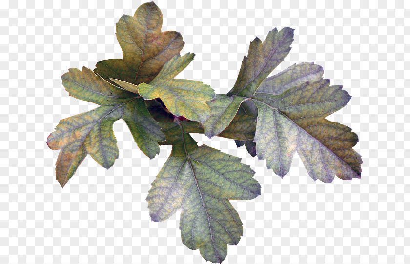 Leaf Tree PNG