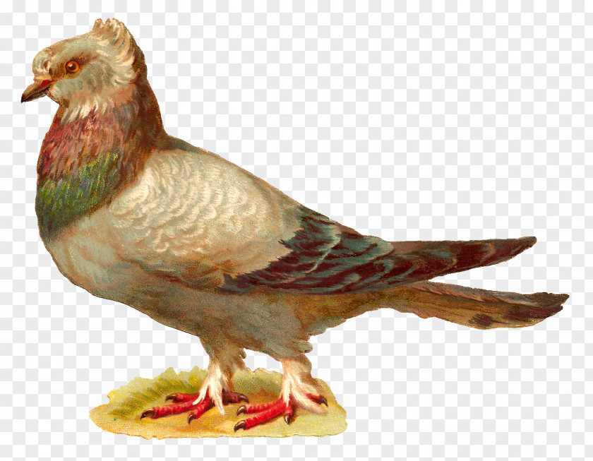 Pigeon English Carrier Homing Bird Fancy PNG