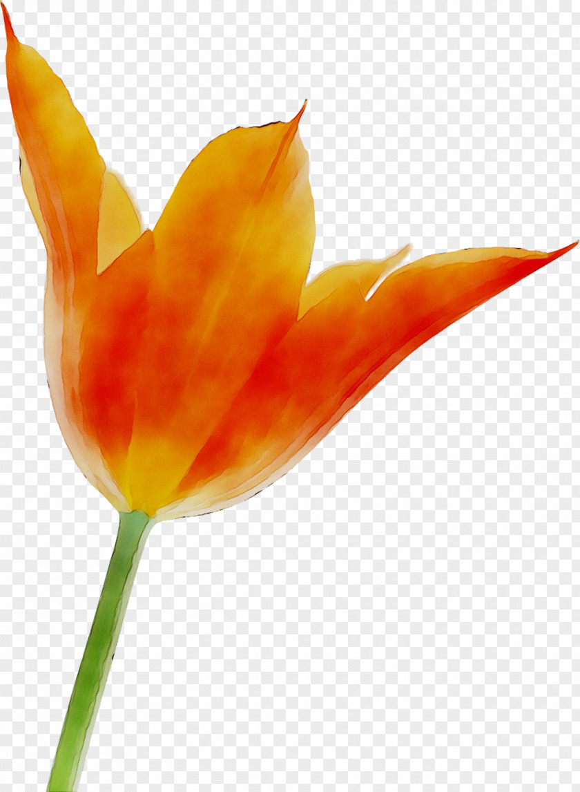 Tulip Plant Stem Orange S.A. Plants PNG